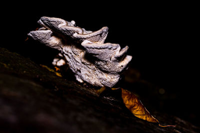 Close-up of lizard on wood at night