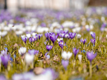 Close-up of purple crocus flowers on field