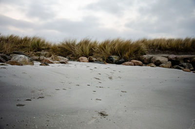 Scenic view of beach against sky