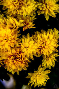 Close-up of yellow flowers blooming outdoors