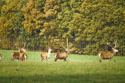 Stag and deer on grassy field