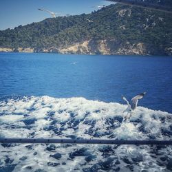 Seagull flying over sea