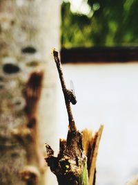 Close-up of rusty metal on tree trunk