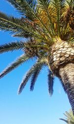 Low angle view of palm tree against clear blue sky