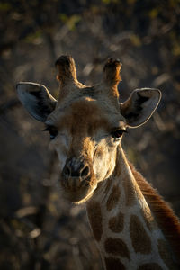 Close-up of face of southern giraffe staring