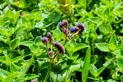 Close-up of purple flowering plant