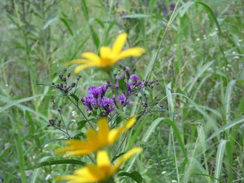 Close-up of yellow flowers blooming in field