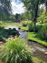 View of river with trees in background