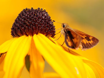 Close-up of butterfly pollinating on yellow flower