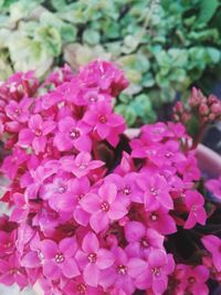 Close-up of pink flowering plant