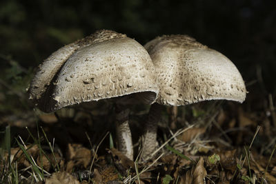 Close-up of mushroom growing on field