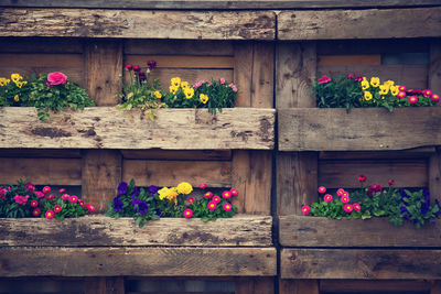 Flowering plants in planters