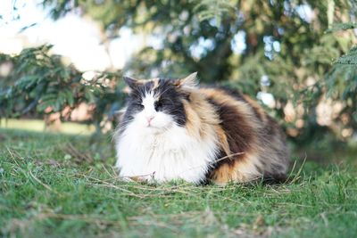 Close-up of cat on grass