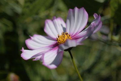 Close-up of purple cosmos flower