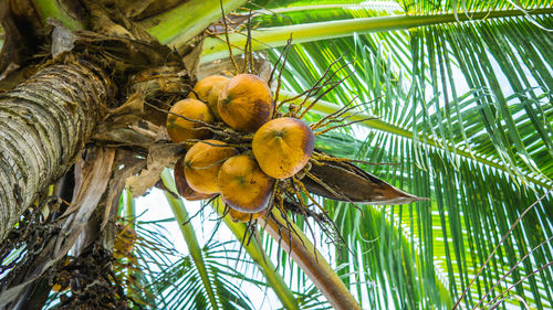 Low angle view of coconut palm tree