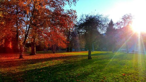 Sun shining through trees on grassy field