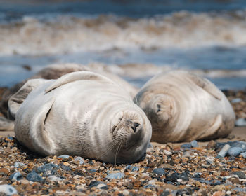 View of seals on beach