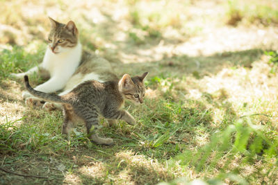 Cat on grassy field