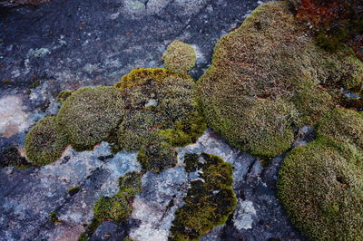 Close-up of moss on rock