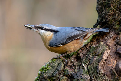 Close-up of bird perching on tree trunk