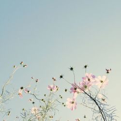 Low angle view of pink flowers blooming on tree against blue sky