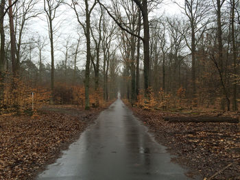 Road passing through bare trees