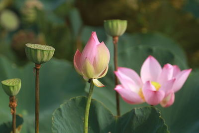 Close-up of pink lotus