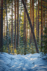 Trees in forest during winter