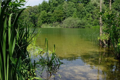 Scenic view of lake