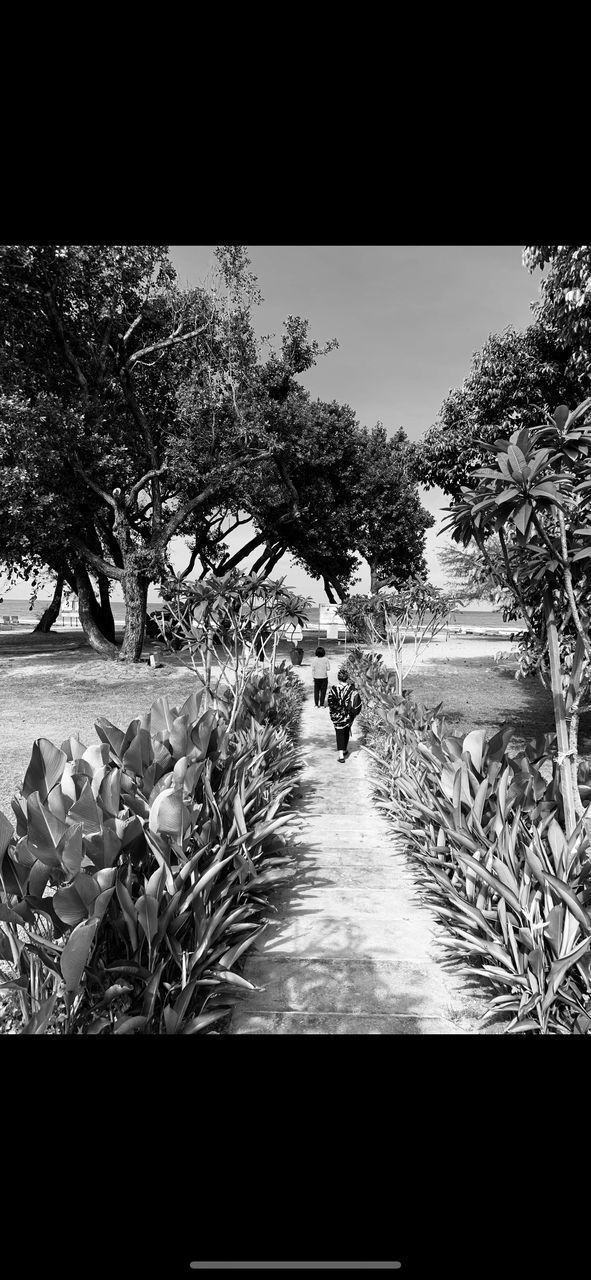 PEOPLE WALKING ON FOOTPATH BY TREES