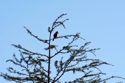 Low angle view of tree against sky