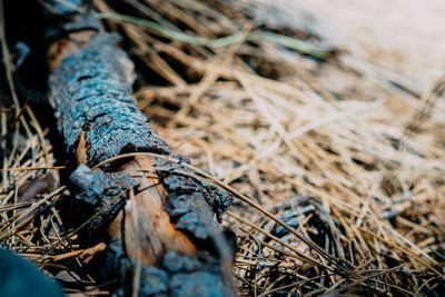 Close-up of dried plant on land