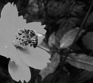 Close-up of flowers blooming in park