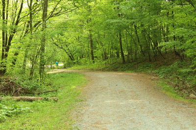 Road amidst trees in forest