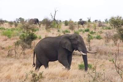 Elephants on field