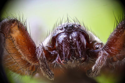 Close-up of spider