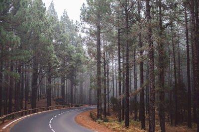 Road amidst trees in forest