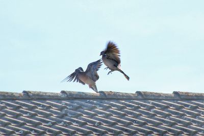 Low angle view of seagulls flying against sky