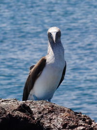 Close-up of seagull perching on rock by sea