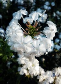 Close-up of white flowering plant