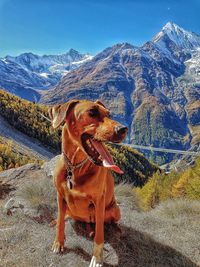 Dog on mountain against sky