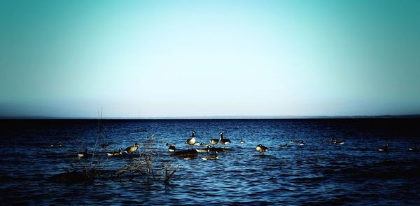 Birds in sea against clear sky