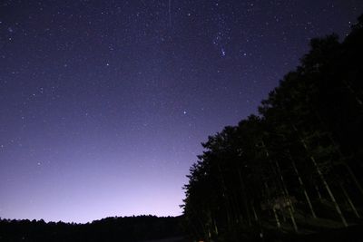 Low angle view of trees against clear sky