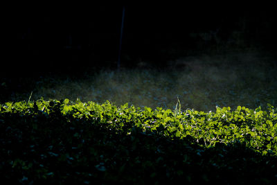 Close-up of yellow flowers on field at night