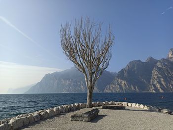 Tree by sea against sky