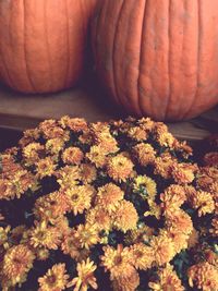 High angle view of pumpkin on flowering plant