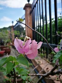 Close-up of pink flowering plant