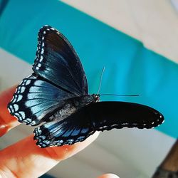 Close-up of butterfly on hand