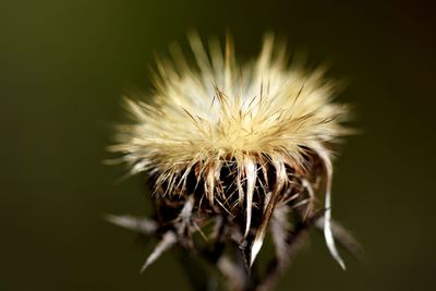 Close-up of honey bee on thistle