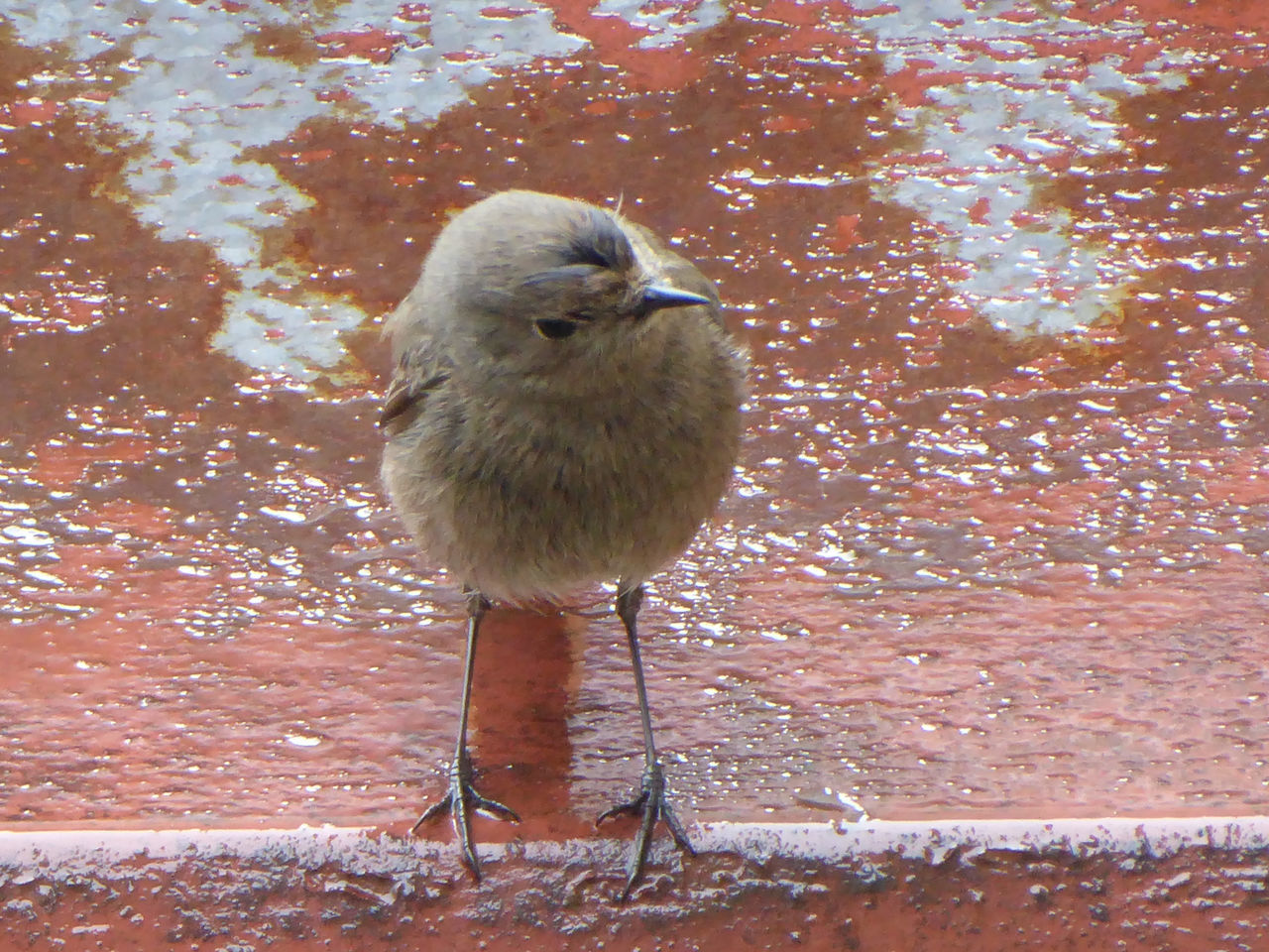 CLOSE-UP OF BIRD